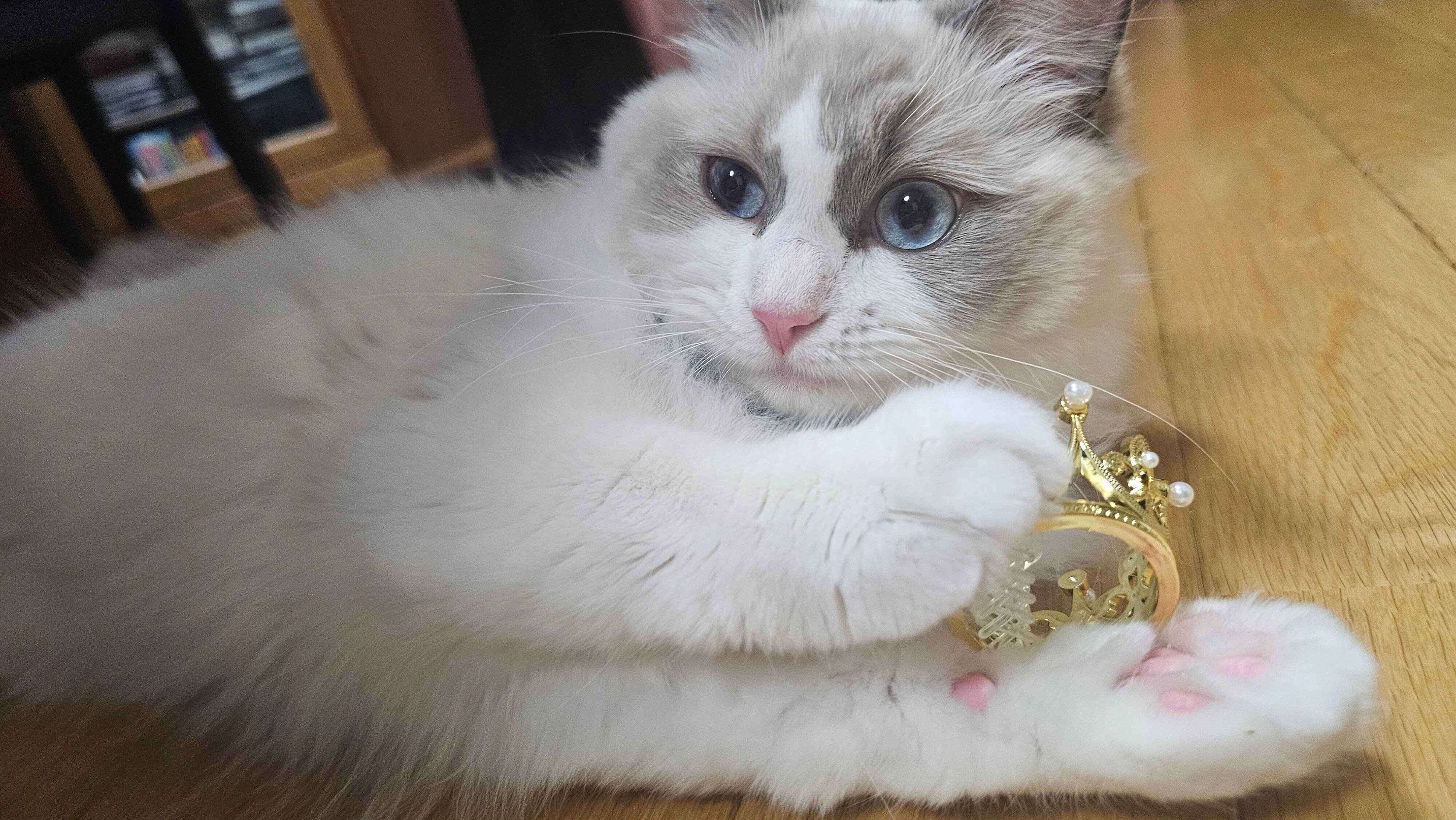 王冠を持つラグドール