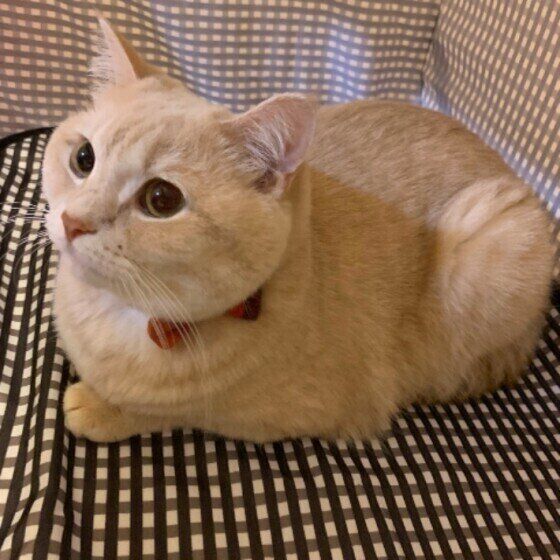 マンチカン　むぎ　ケージ