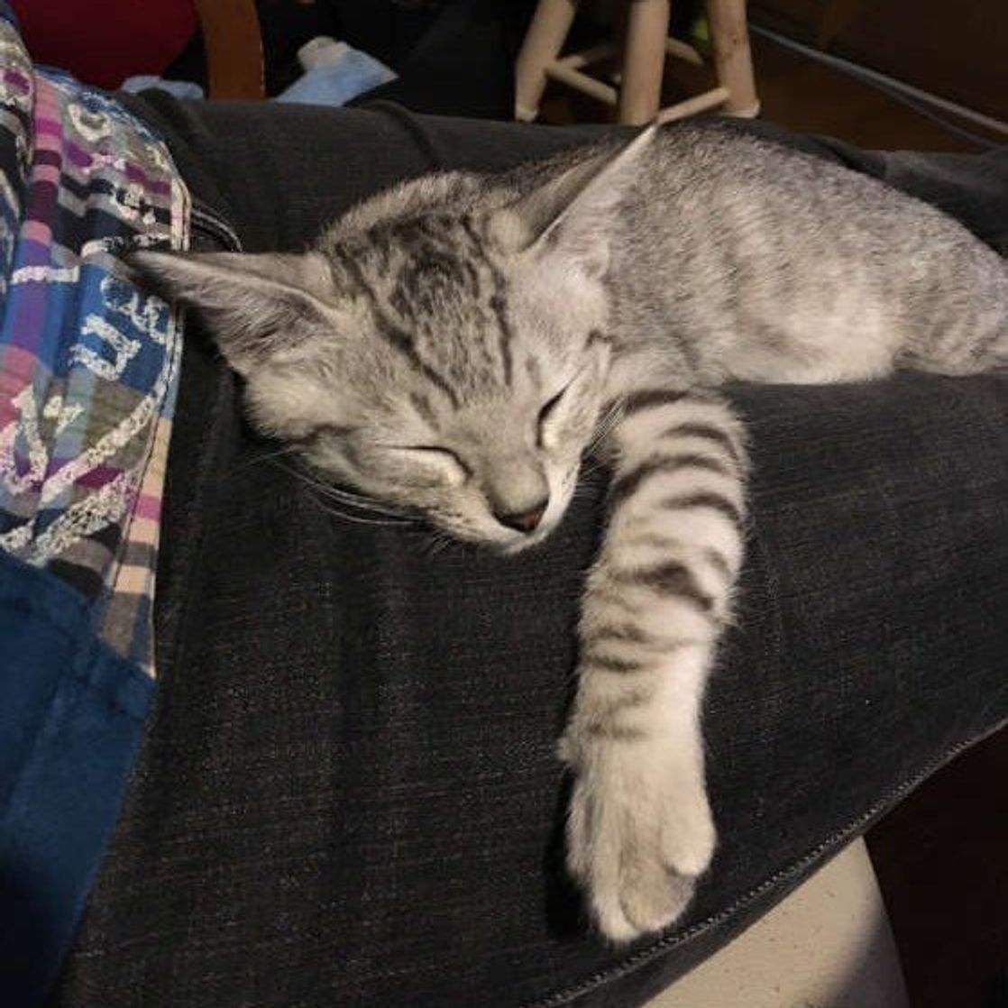 猫を 外に出さないほうがいい 3つの理由 ねこのきもちweb Magazine 猫を 外に出さないほうがいい 3つの理由 ねこのきもちweb Magazine