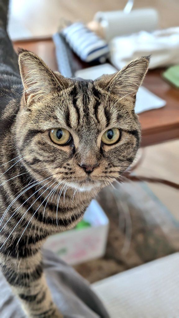 飼い主を見る猫