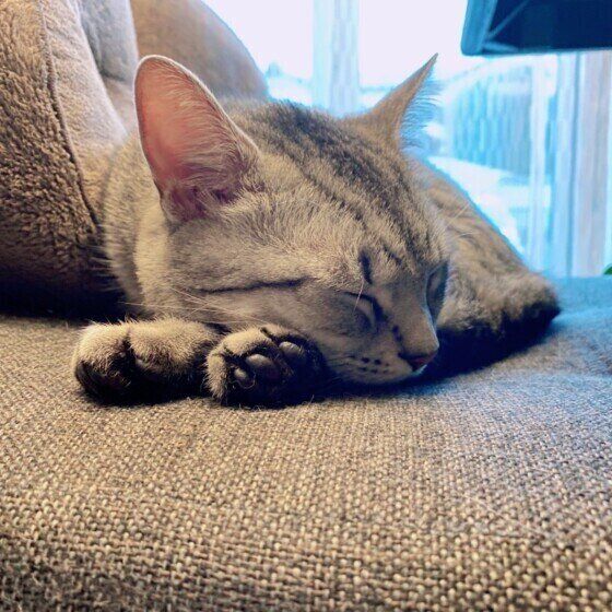 自分の手にあごのせするマンチカン（オス）