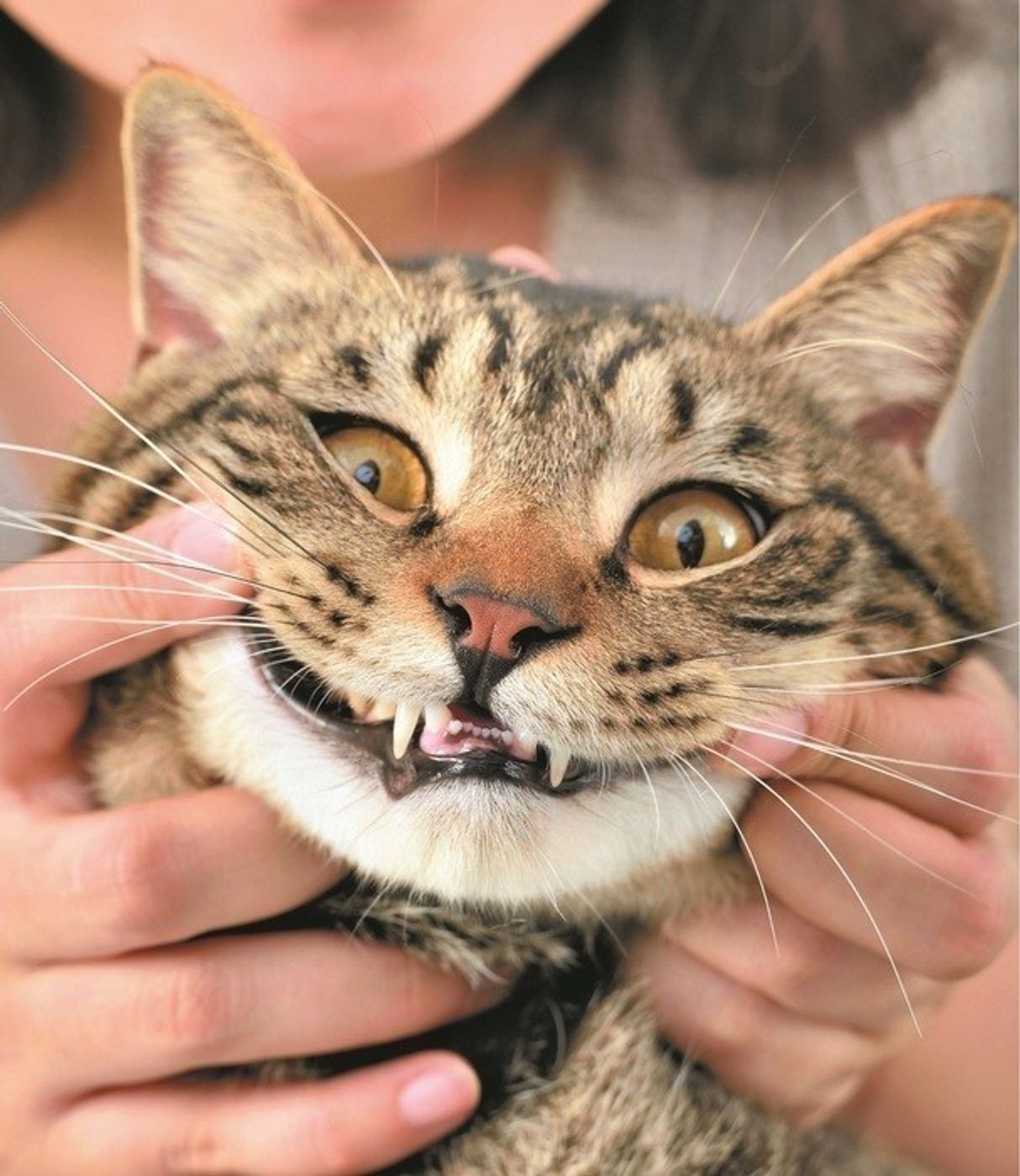 獣医師監修 猫の歯磨きの方法を解説 頻度の目安や慣らし方も ねこのきもちweb Magazine 獣医師監修 猫の歯磨きの方法を解説 頻度の目安や慣らし方も ねこのきもちweb Magazine