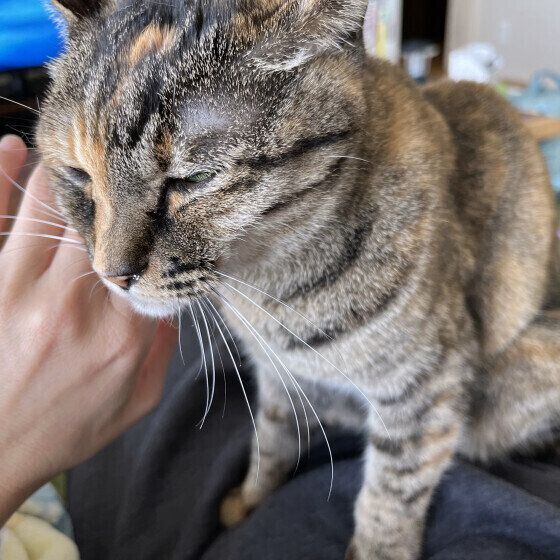 スリスリする猫