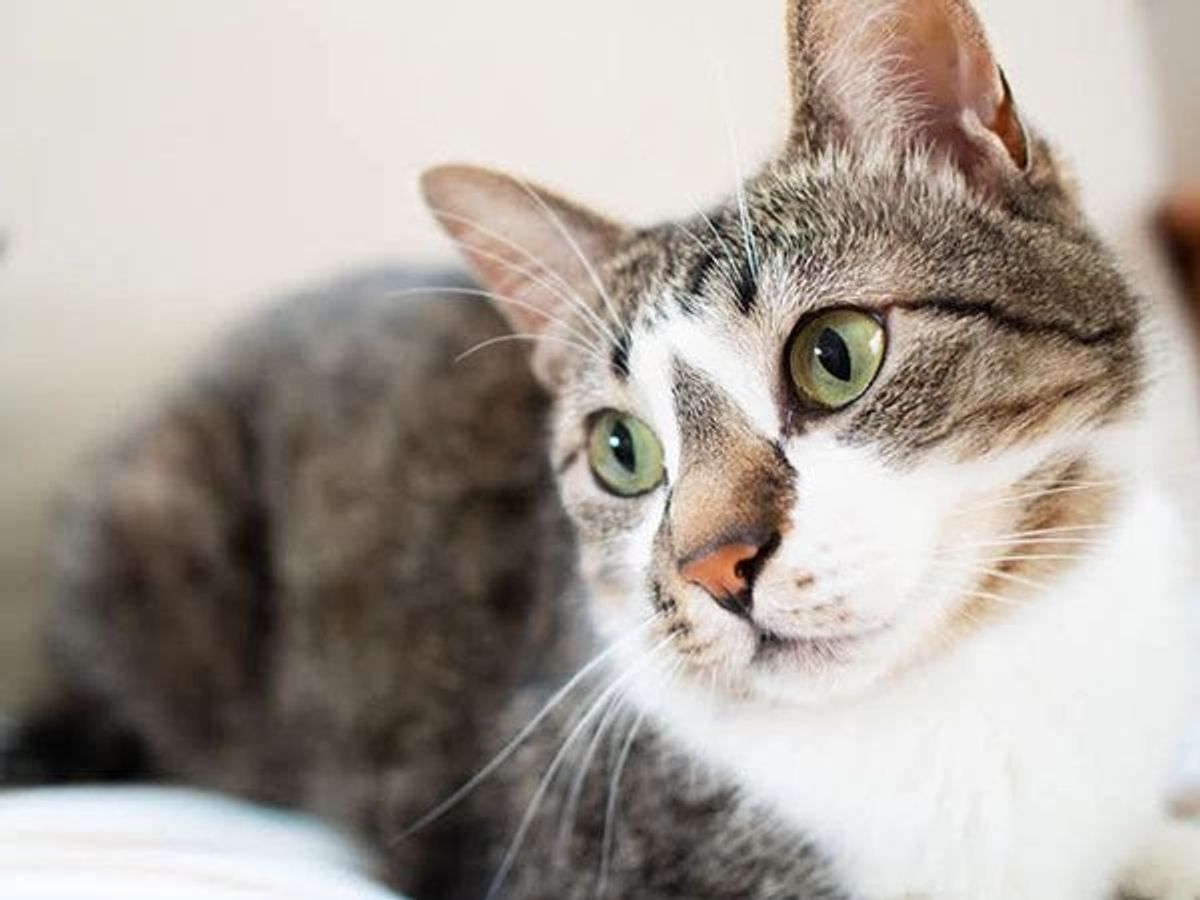 分離不安になりやすい猫の特徴5つ あることが引き金の場合も ねこのきもちweb Magazine 分離不安になりやすい猫の特徴5つ あることが引き金の場合も ねこのきもちweb Magazine