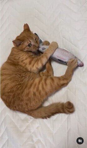 魚のけりぐるみを蹴る茶トラのモフくん