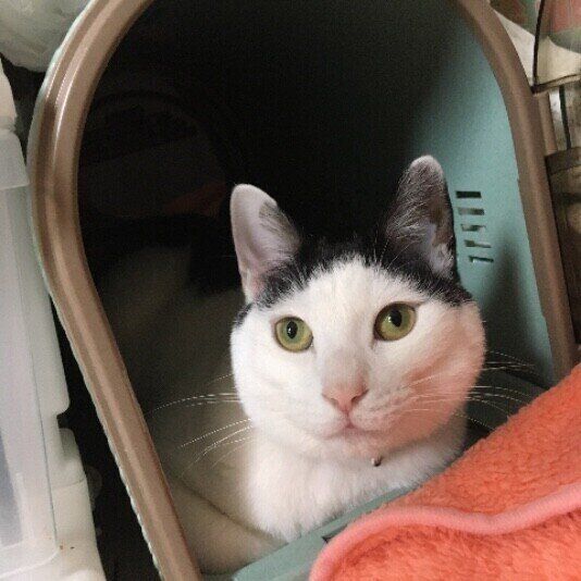 キャリーバッグの中に入る猫