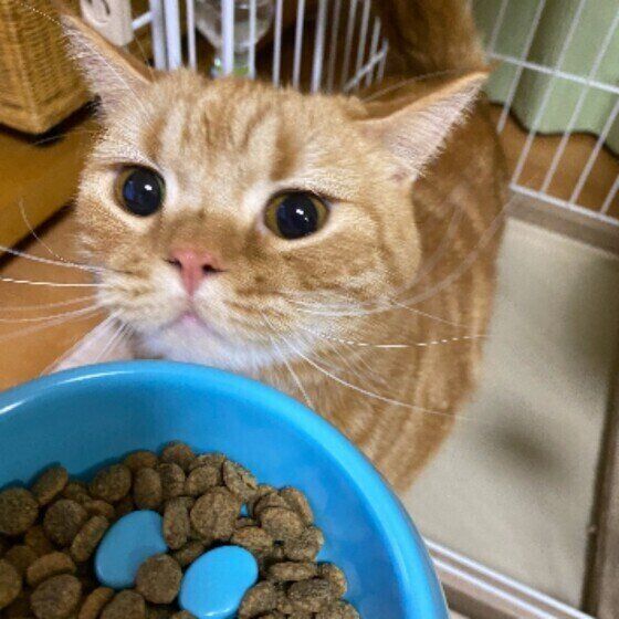 ご飯待ちのスコティッシュフォールド