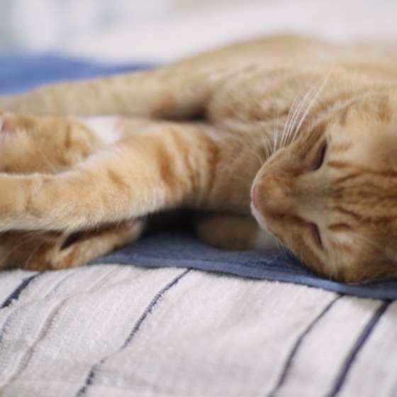 一緒に寝る茶トラ