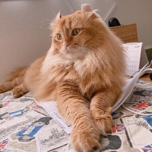 くつろぐアメリカンカール