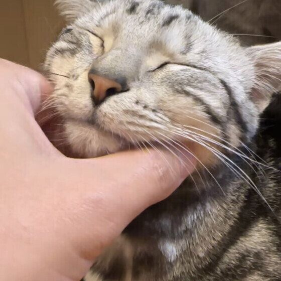 のどをゴロゴロ鳴らすアメリカンショートヘア