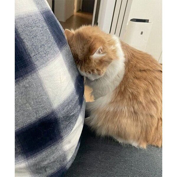 旦那さんにスリスリする博士くん