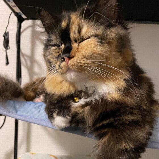 目を閉じている猫