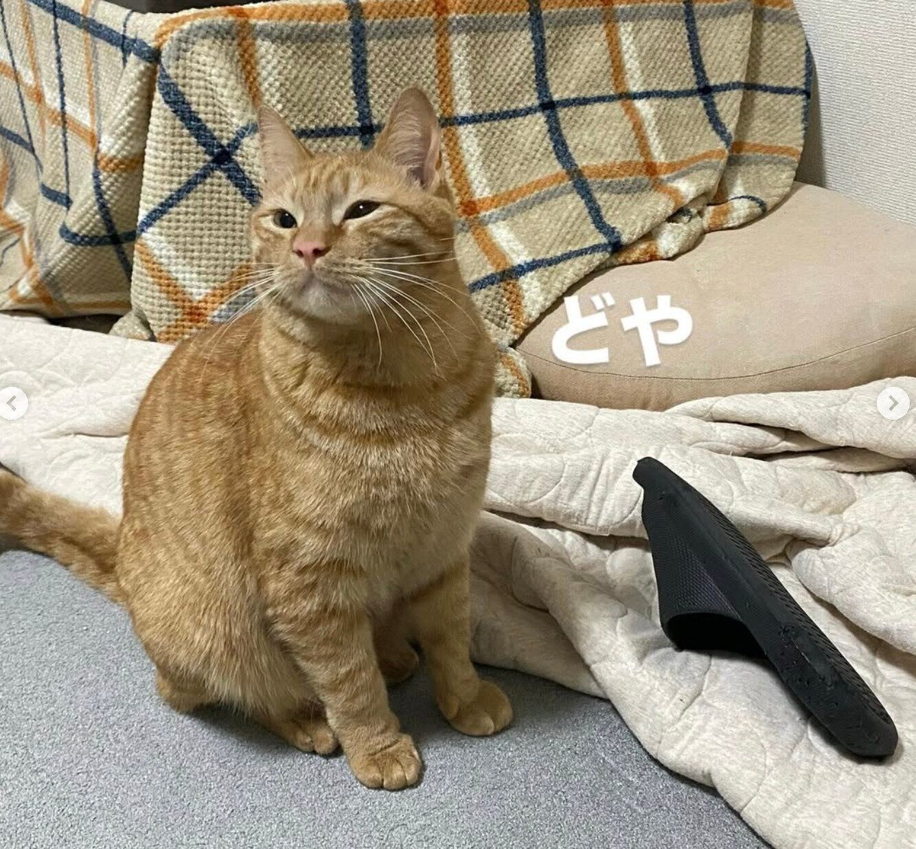 靴を運んできたちくわくん