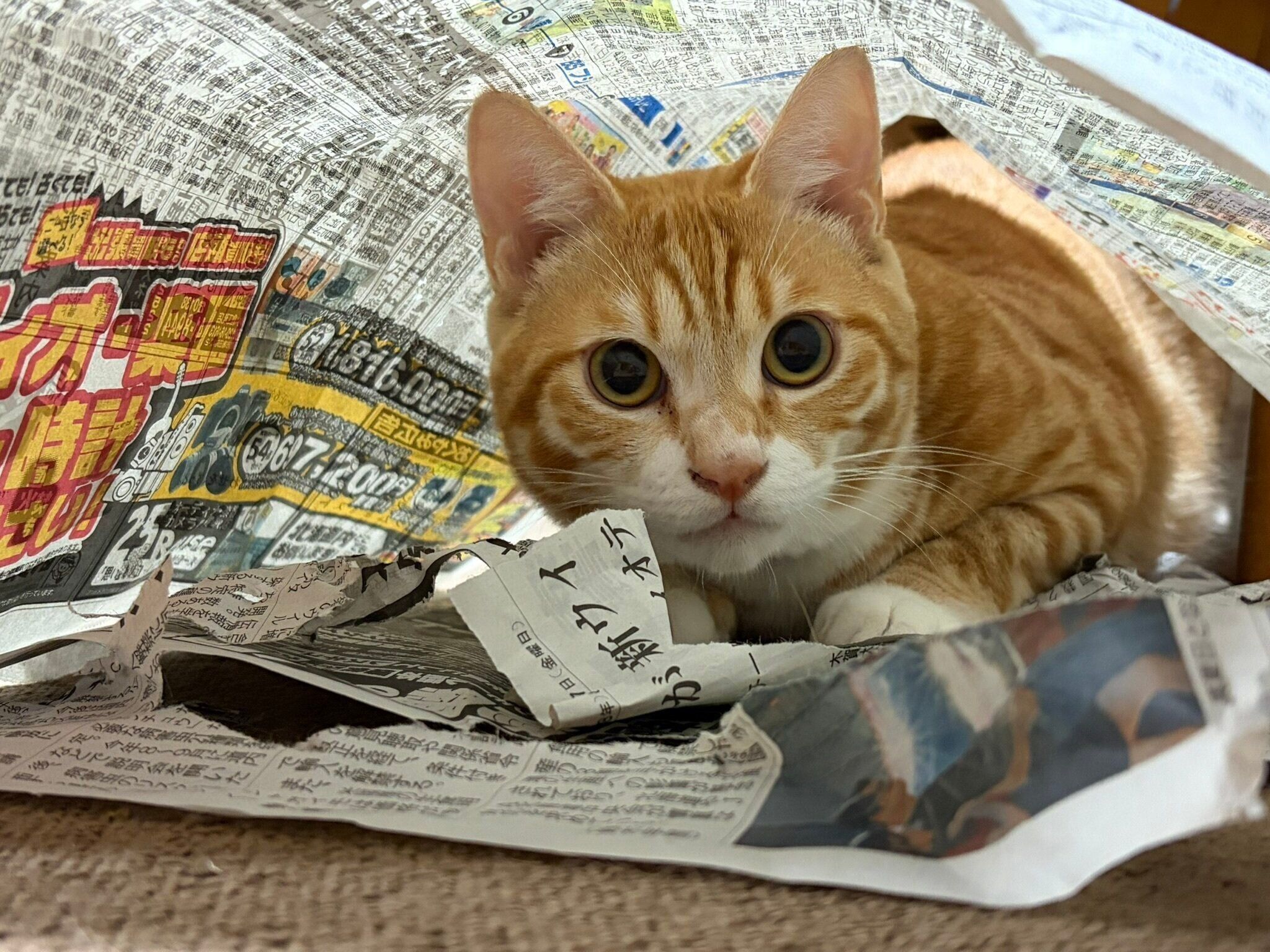 飼い主を見つめる猫
