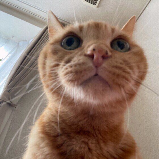 なにかが気になる猫