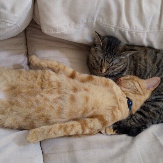 MIX茶トラのまめくん