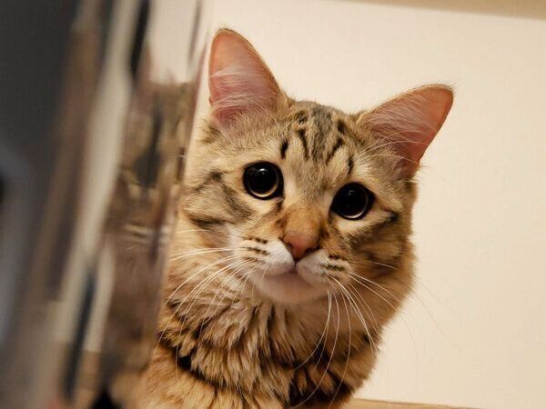 ガン見するみきちくん