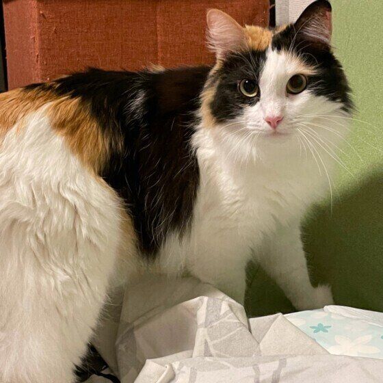 ミケのみぃちゃん