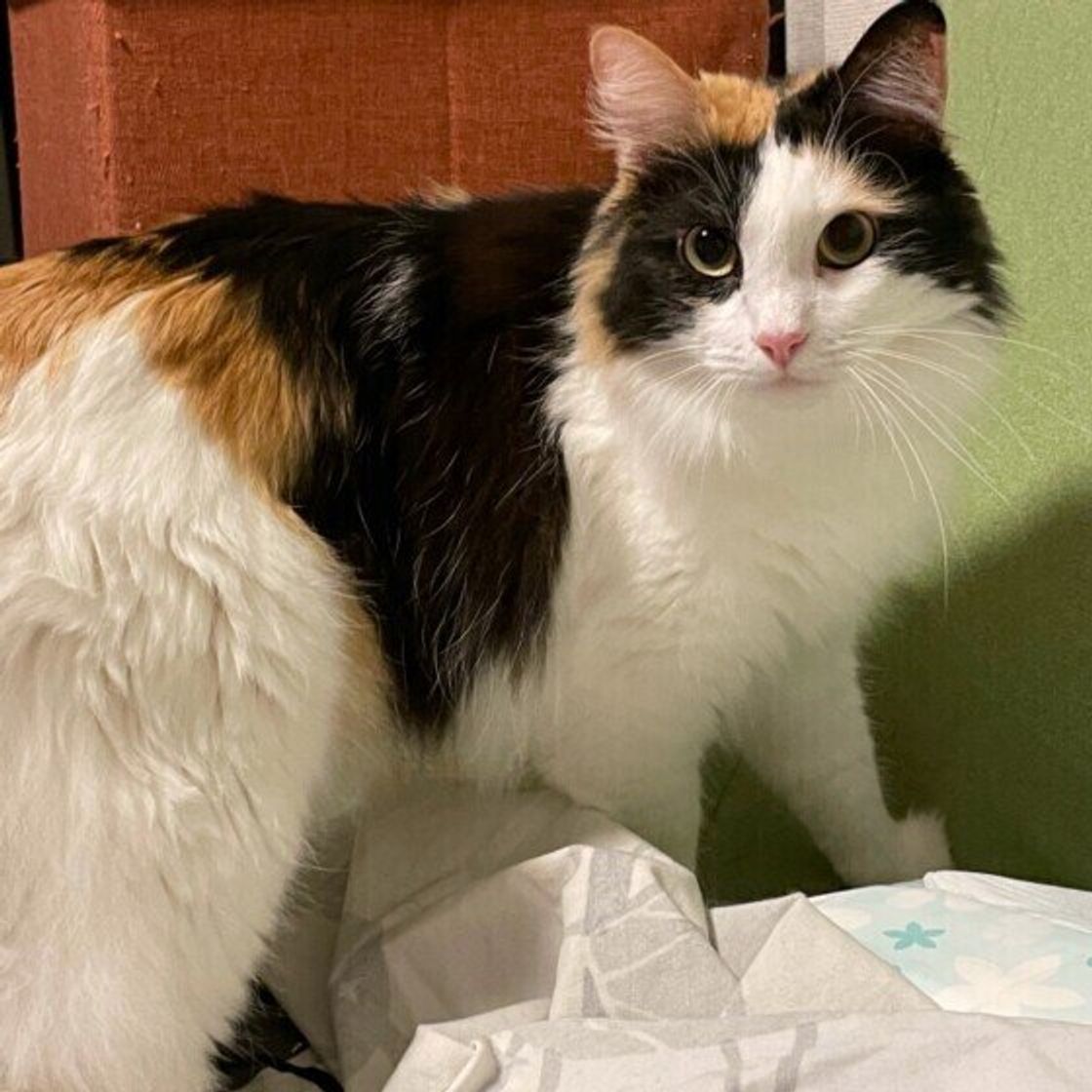 獣医師監修 野良猫は家猫になると幸せ 野良猫を飼う 迎えるときの準備と注意点 ねこのきもちweb Magazine