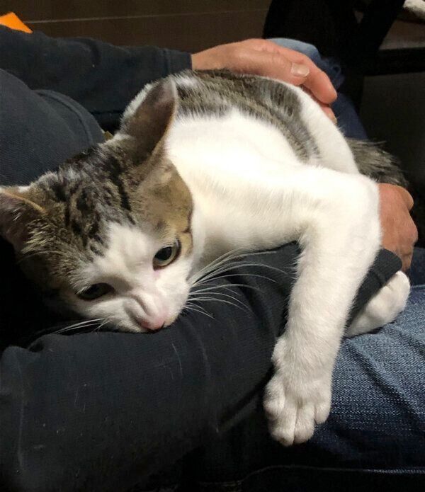 飼い主さんにしがみつくうしおくん