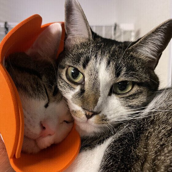 キジトラの愛ちゃん