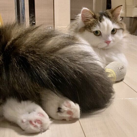 ミヌエットのシャルルくん