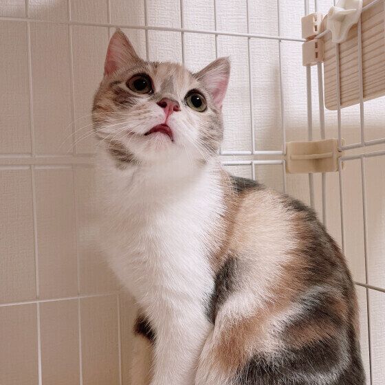 マンチカン　あめちゃん