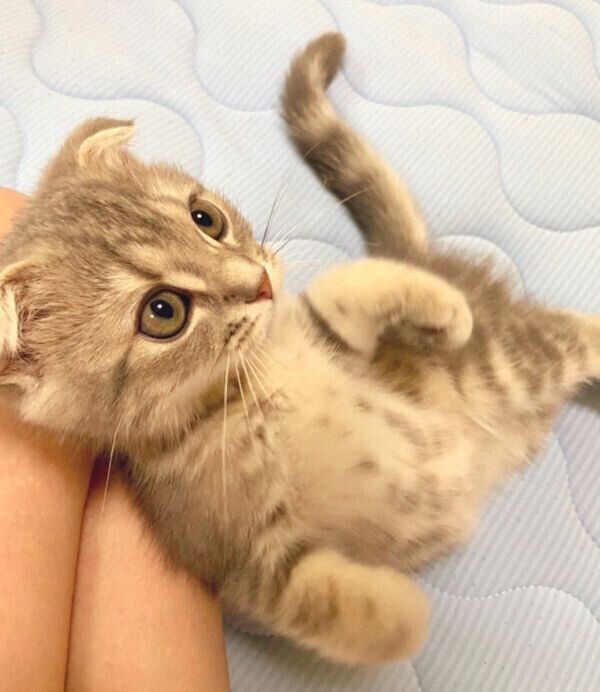 甘えるまんぼうくん