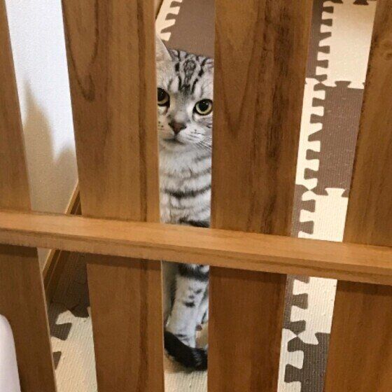 アメリカンショートヘアのほたてくん