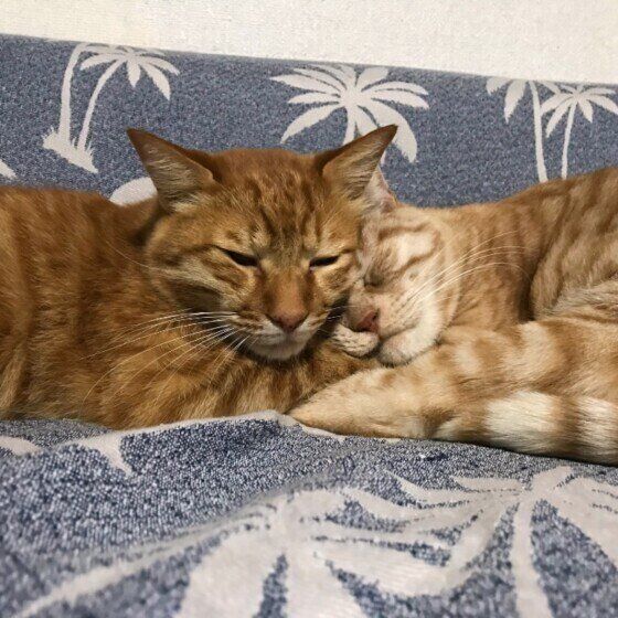 2匹でくっつく猫