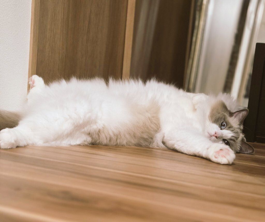 床で寝転がるアオくん