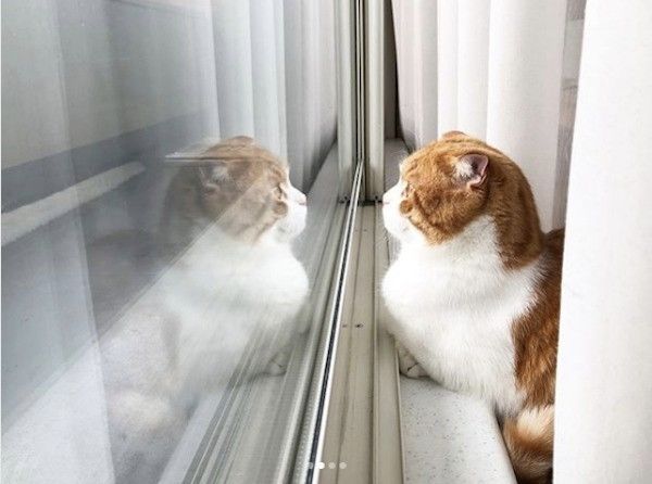 スコティッシュフォールド