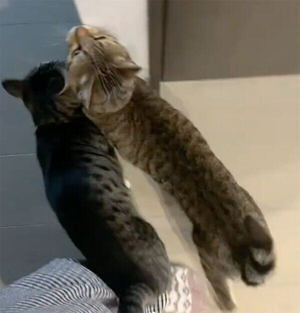 飼い主さんを出迎えるとら丸くん、らん丸くん