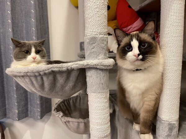 キャットタワーでくつろぐコテツくん、まるくん