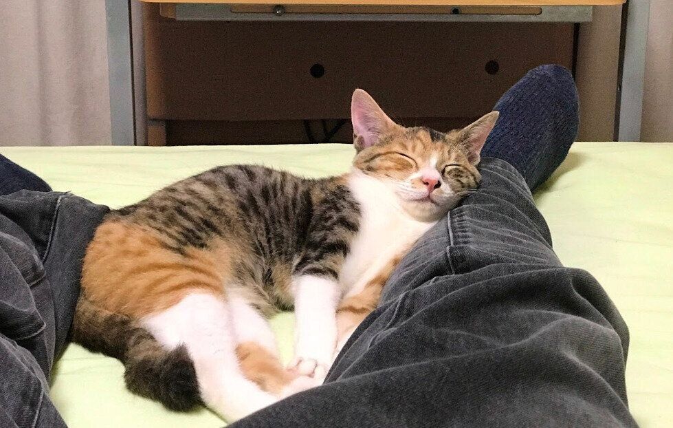 飼い主の足を枕にして眠る猫