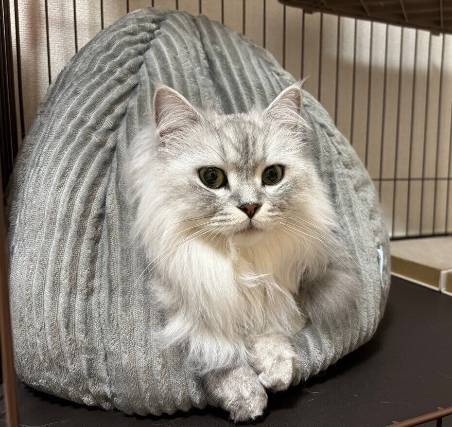 1才10カ月頃のすぴくん