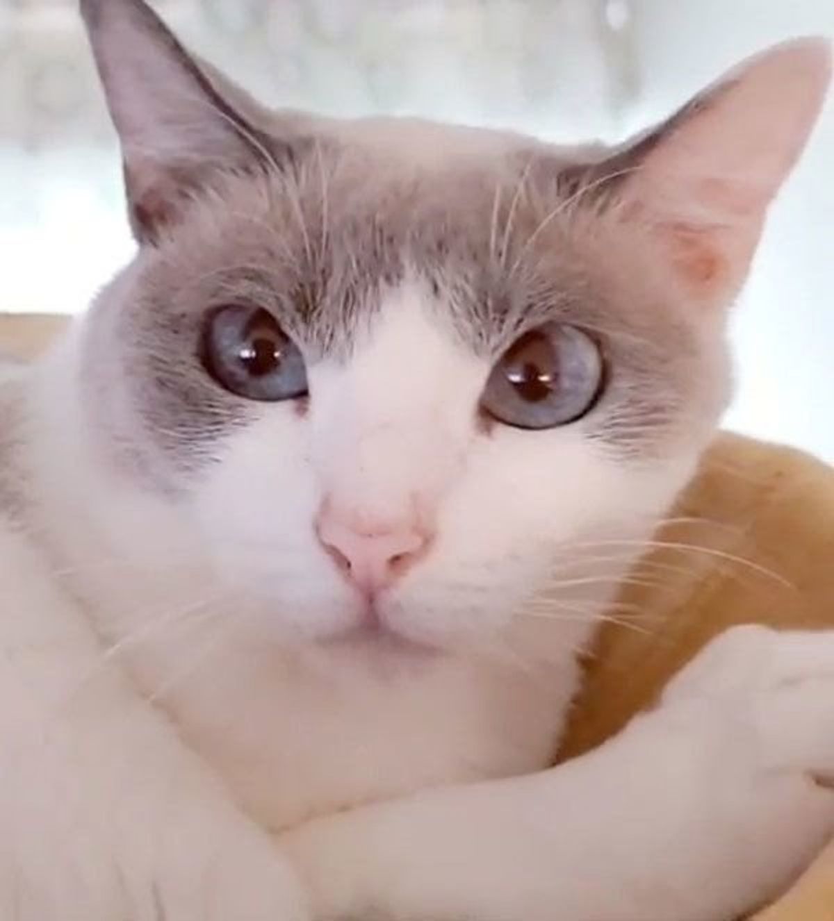 コブラみたいに顔が豹変 ニャンコの謎行動におもしろ事実も ねこのきもちweb Magazine コブラみたいに顔が豹変 ニャンコの謎行動におもしろ事実も ねこのきもちweb Magazine