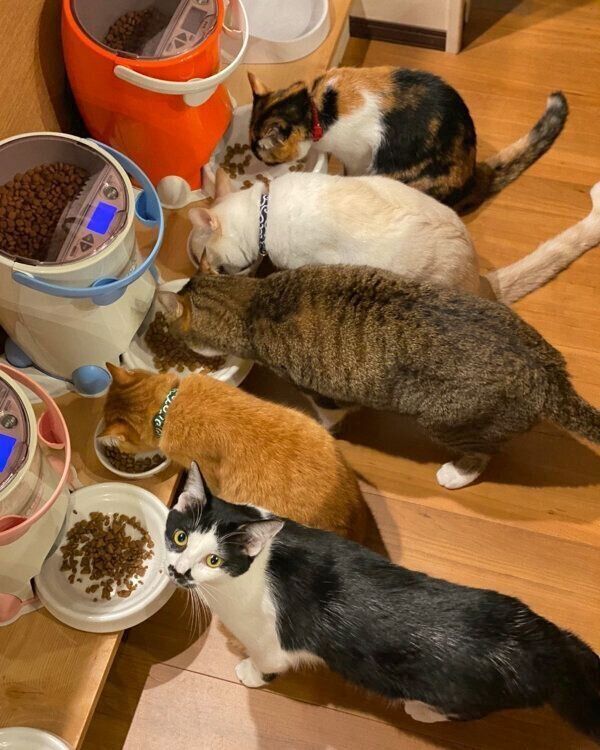 ごはんを食べるホーリくんと同居猫たち