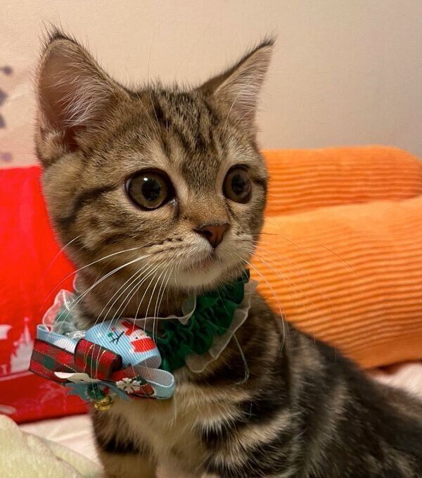 家に着いたときのしいたけくん