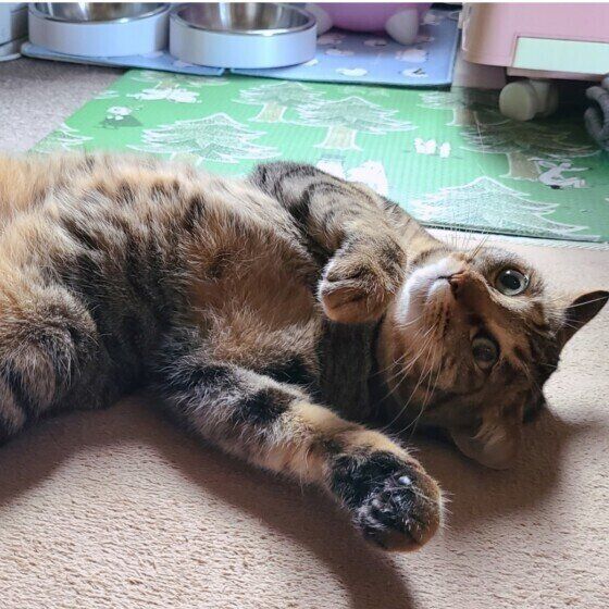 MIXのマイレちゃん