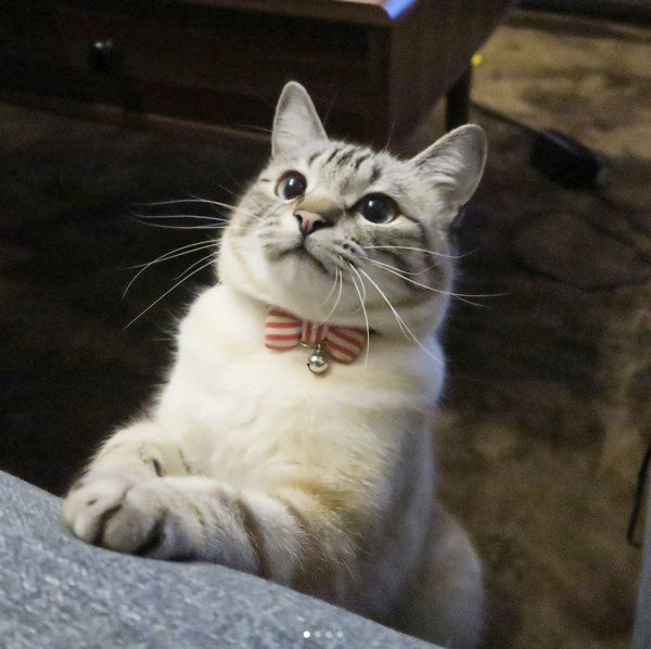 バンザイする猫