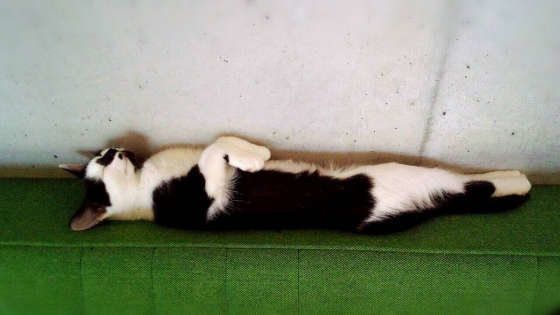 足の先まできれいにピーンとしているMIXキジトラのトラキチ