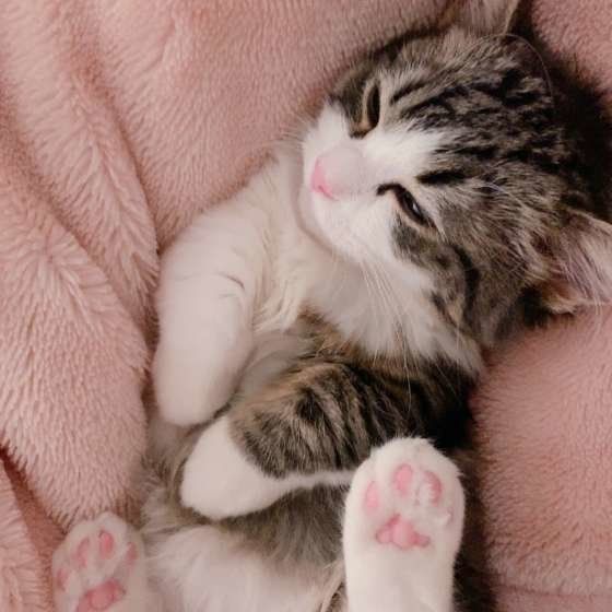 マンチカンのルルちゃん