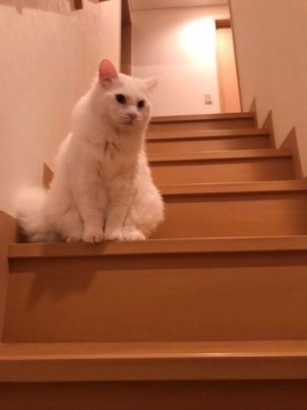 階段で決めポーズのぺちゃくん