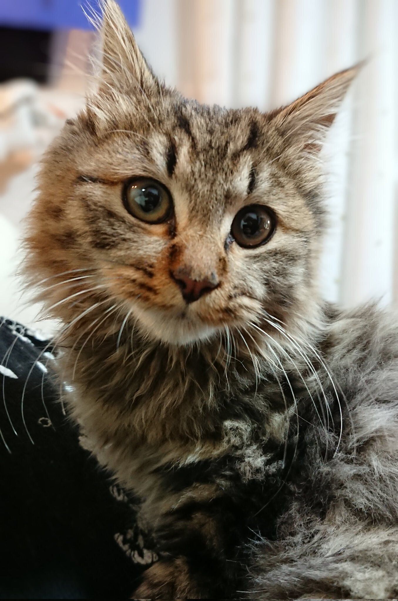 推定生後3カ月の子猫