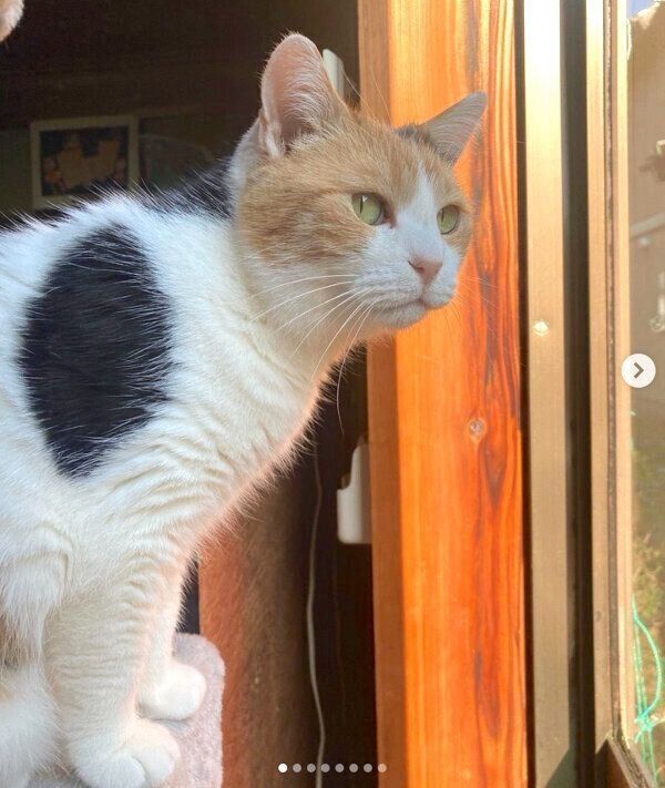 ニャルソックをするミケちゃん