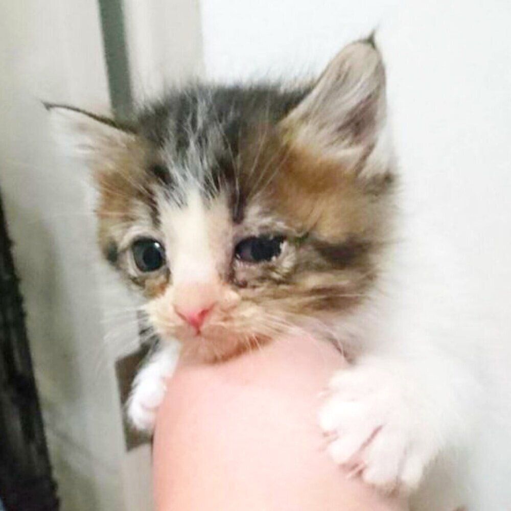 お迎え当時のうにくん