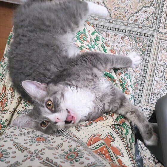 ラパームのラファくん