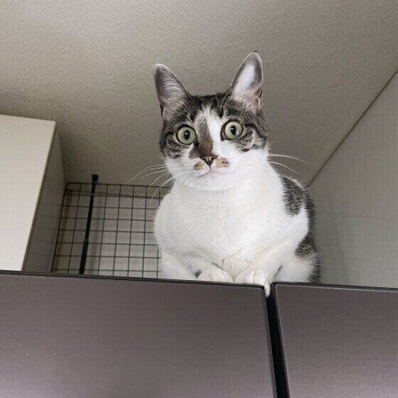 キジトラ猫の愛ちゃん