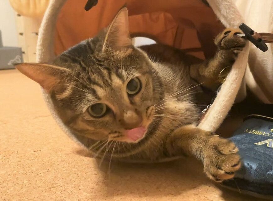 トンネルで遊ぶこぱんくん